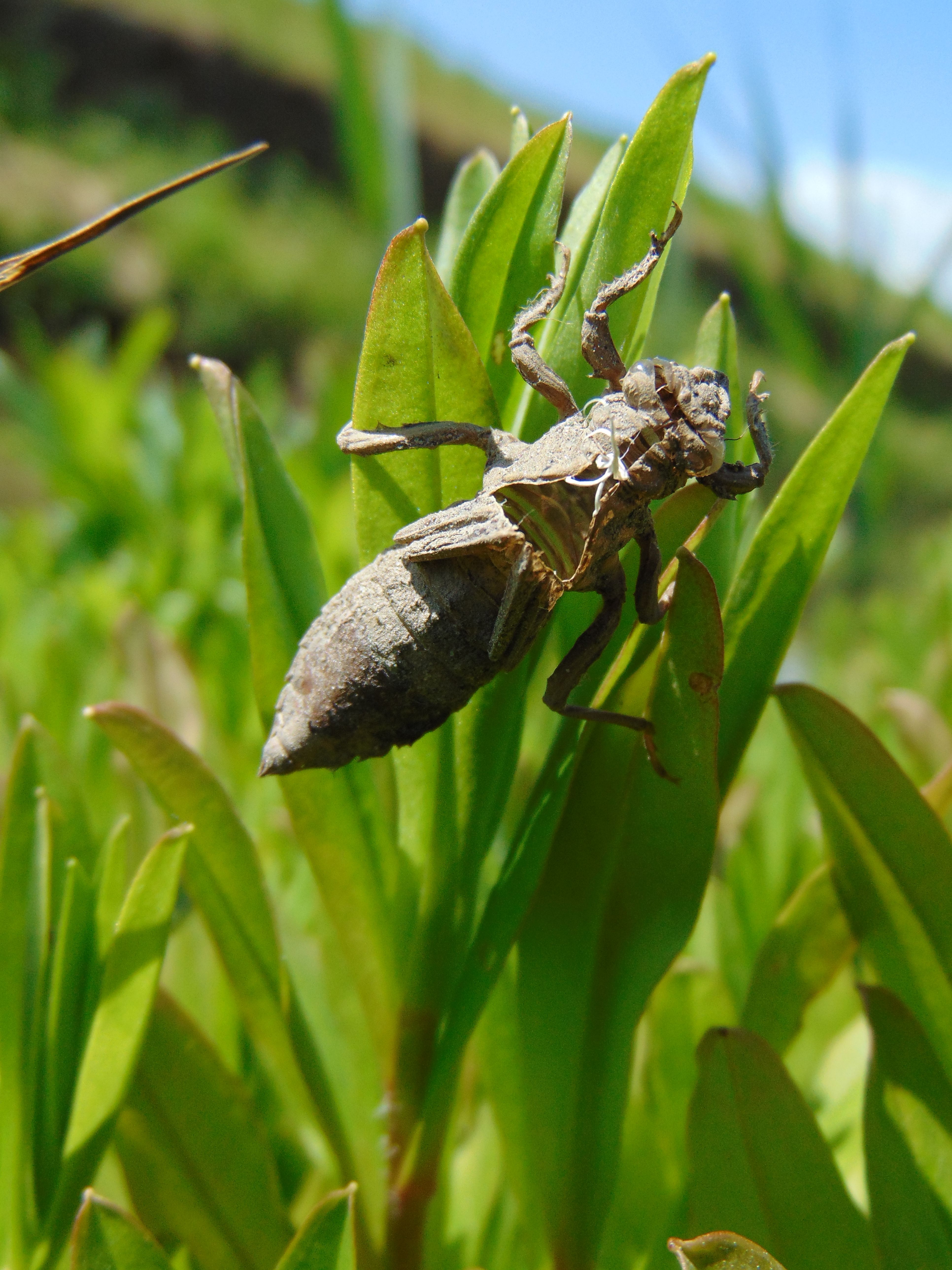 Gomphus vulgatissimus exuviuma