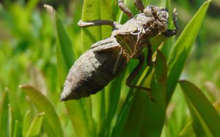 Gomphus vulgatissimus exuviuma