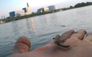 Palingenia longicauda from the Danube near Gönyű