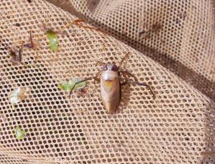 Notonecta lutea