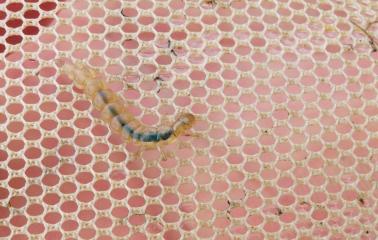 A Neureclipsis bimaculata lárvája. Neureclipsis bimaculata lárva