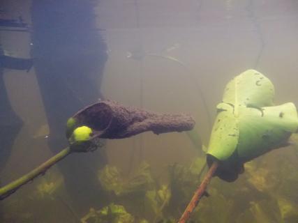 Neureclipsis bimaculata lakótölcsér N. bimaculata lakótölcsér