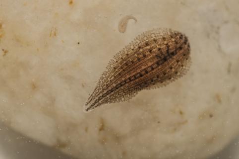 A Helobdella europaea hátmintázata (Fotó: Pfliegler Walter) Helobdella europaea