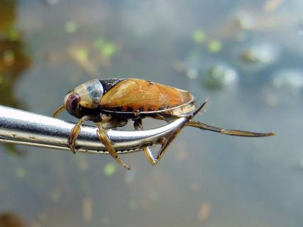 Notonecta glauca