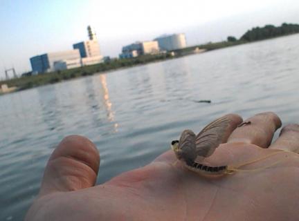 Tiszavirág a Duna Gönyűi-mellékágán Palingenia longicauda from the Danube near Gönyű